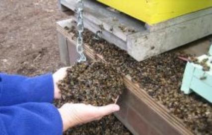Мазь с пчелиным подмором: состав, свойства, применение
